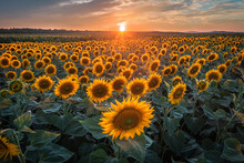Balatonfuzfo, Hungary - Beautiful Sunset Over A Sunflower Field At Summertime With Colorful Clouds And Sky Near Lake Balaton. Agricultural Background