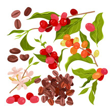 Cartoon Isolated Red Ripe Berry Fruit On Branches, Flowers And Green Leaf On Twig, Plants From Farm Plantation And Pile Of Roasted Grain Seeds. Coffee Set Vector Illustration