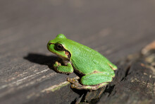 Green Japanese Tree Frog On Wood