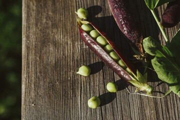 Raw purple pea pods on a wooden background. The concept of healthy eating and snacking