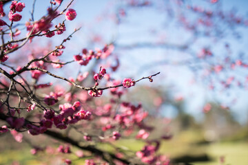 Wall Mural - Pink flowers