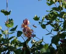 Hummingbird Hawk-moth Flying Towards Pink Flower