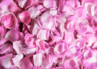  Natural background of rose petals
