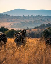 Beautiful Zebras Standing On Dry Grass At Pilanesberg National Park On A Sunny Day