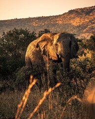 Sticker - Vertical shot of an African elephant in Pilanesberg National Park, South Africa.