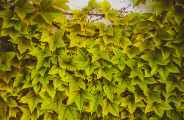 Nature green leaf texture close up, abstract background. Ecology environment, travel adventure concept. Fall concept. Shallow depth of field. Vintage tone filter effect color style