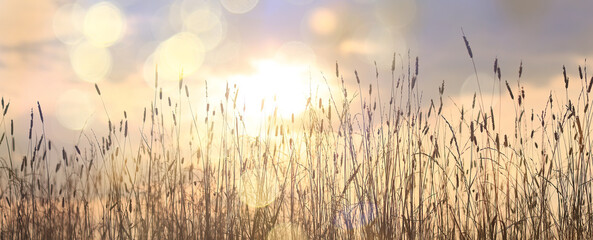 dry grass sun rays background wind nature landscape freedom