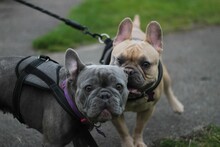 Two Beige And Black French Bulldogs Walking In The Park