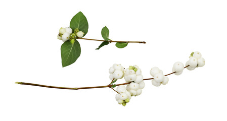Wall Mural - Set of snowberries (Symphoricarpos albus) with green leaves isolated