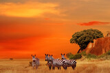Fototapeta Sawanna - Zebras in the African savanna at sunset. Serengeti National Park. Tanzania. Africa.