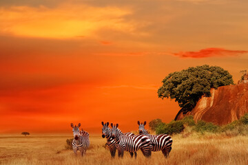 Wall Mural - zebras in the african savanna at sunset. serengeti national park. tanzania. africa.