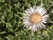  Blüte der unter Naturschutz stehenden Silberdistel (Blume des Jahres 1997)
