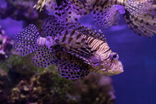 Red Lionfish Close-up In The Aquarium