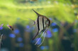 angelfish Pterophyllum in an aquarium with algae