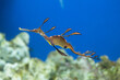 leafy sea dragon swimming in the aquarium