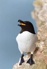 Wall Mural - razorbill with an open beak on the cliff edge against blue background