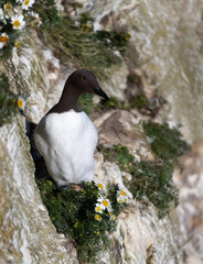 Wall Mural - portrait of a common guillemot perched with daisies on a cliff edge