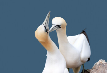 Wall Mural - close up of bonding northern gannets on a cliff by the north sea