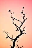 Fototapeta Sawanna - silhouette of a tree