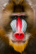 portrait close-up monkey mandril. rainbow face