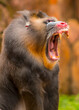 portrait close-up monkey mandril opens mouth of long fanged teeth. rainbow face