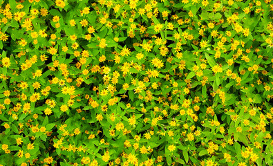 Wall Mural - Beautiful yellow flower with leaves background in garden. Natural wallpaper and Beauty of nature concept. 
