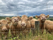 Some Charolais Cattle Looking Curious
