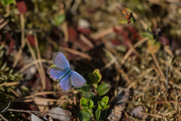 Wall Mural - Common blue (Polyommatus icarus) butterfly