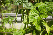 Green Bean Pods. Bean Plant