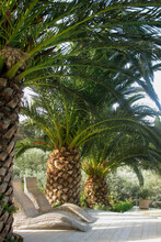 Liegestühle Unter Palmen - Griechenland / Sunbeds Under Palms - Greece /