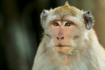 daydreaming monkey expression portrait on clear background