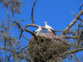 Wall Mural - Stork in nest high on top of leafless larch tree in early spring in the biggest white stork 'Ciconia ciconia' colony in the Baltic states - Matisi, Latvia 