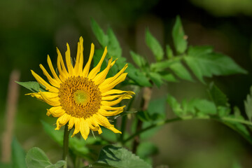Wall Mural - a small sunflower turns it head towards the sun, thus getting their name. yellow petals and yellow h