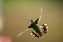 Macro Of A Little Ruby-throated Hummingbird (Archilochus Colubris) During Its Flight
