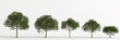 3d illustration of set schinus terebinthifolia tree isolated on white background