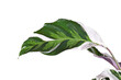 Leaf of exotic 'Calathea White Fusion' Prayer Plant houseplant isolated on white background