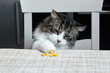 A domestic cat tries to steal corn from the table
