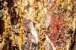 Pine resin. Amber yellow, transparent natural resin on wood.Drops of pine resin against the background of the bark.
