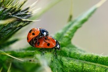 Closeup Of Mating Ladybugs On Green Leaves