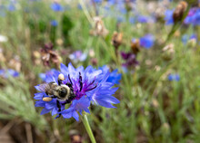 "It's The Bee's Knees" - Worker Bee With Hind Legs Covered In Pollen On A Blue And Purple Bachelor's Button Flower, Background Out Of Focus