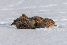 A Flock Of Gray Partridges Huddled Together Are Buried In The Snow To Keep Warm In A Severe Frost
