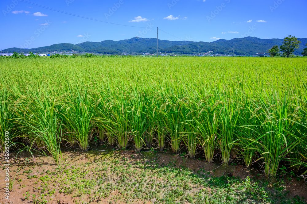 Korean traditional rice farming. Korean rice farming scenery. Korean ...