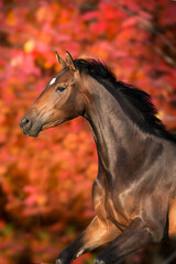 Wall Mural - Horse in orange autumn trees