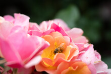 Pink And Orange Blooming Roses With A Honey Bee