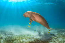 Big Rare Dugong Male Or Sea Cow In The Deep Blue Of Red Sea In Egypt