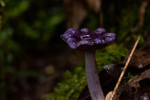 Mushroom Purple 