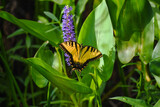 Road side beauty Eastern Tiger Swallowtail butterlfy resting on Pontederia Cordata pickerelweed