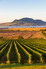 Canvas Print - Autumn vineyards under Palava near Sonberk, South Moravia, Czech Republic