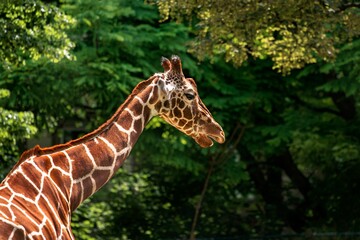 Sticker - Beautiful giraffe surrounded by lush green trees under bright sunlight in the wilderness