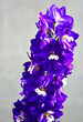 Violet flower of Delphinium, delphinium blue white, Ostróżka Wyniosła Dark Blue White Bee (Delphinium elatum)